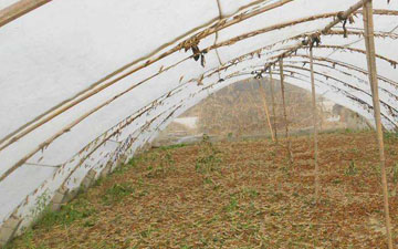 蝗蟲螞蚱養殖網