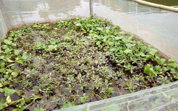 青蛙蝗蟲專用網