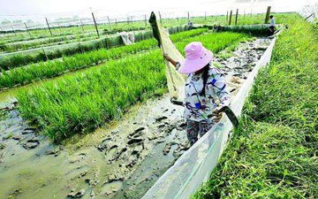 青蛙養殖圍網實體工廠
