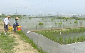 青蛙養殖用圍網-需要請聯系我們