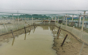 養蝌蚪苗用多少目圍網